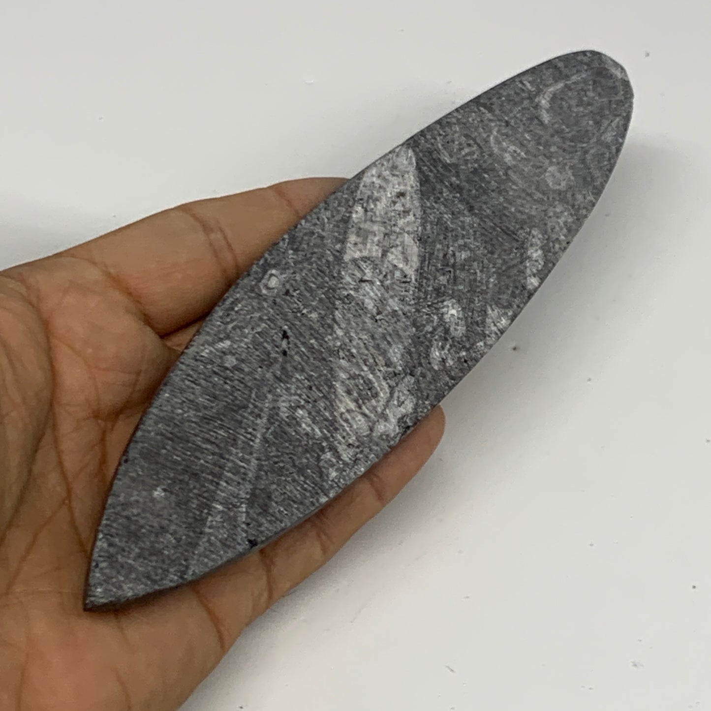 143.3g, 6.6"x1.7"x0.6" Fossils Orthoceras (straight horn) Squid @Morocco,B29960