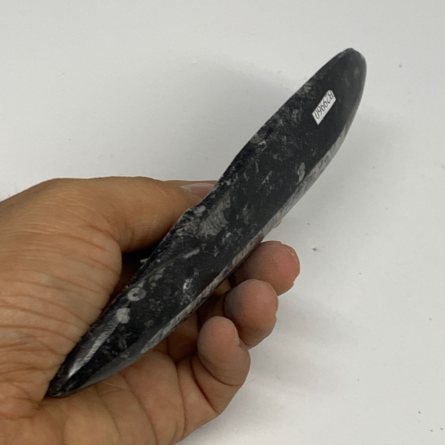 143.3g, 6.6"x1.7"x0.6" Fossils Orthoceras (straight horn) Squid @Morocco,B29960