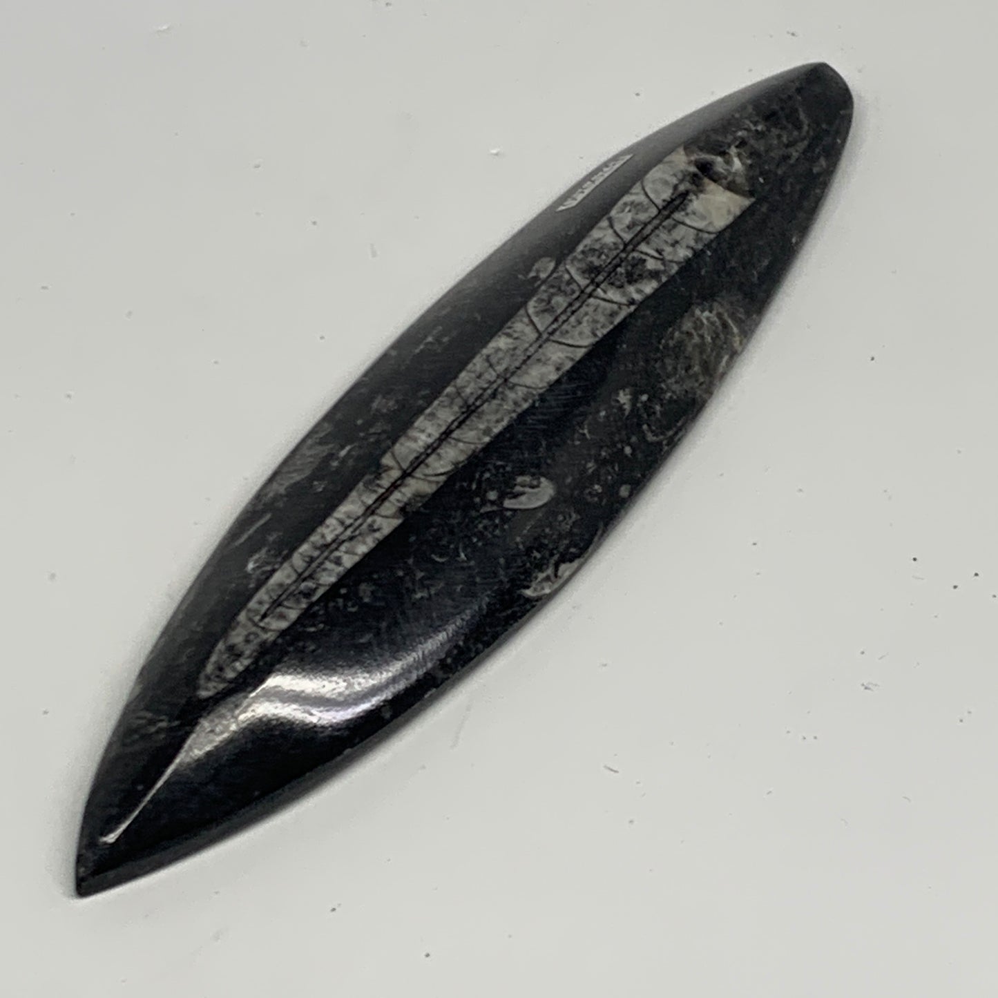 143.3g, 6.6"x1.7"x0.6" Fossils Orthoceras (straight horn) Squid @Morocco,B29960