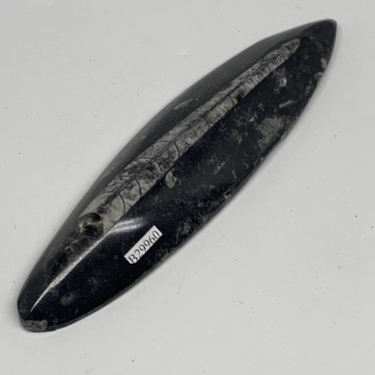 143.3g, 6.6"x1.7"x0.6" Fossils Orthoceras (straight horn) Squid @Morocco,B29960