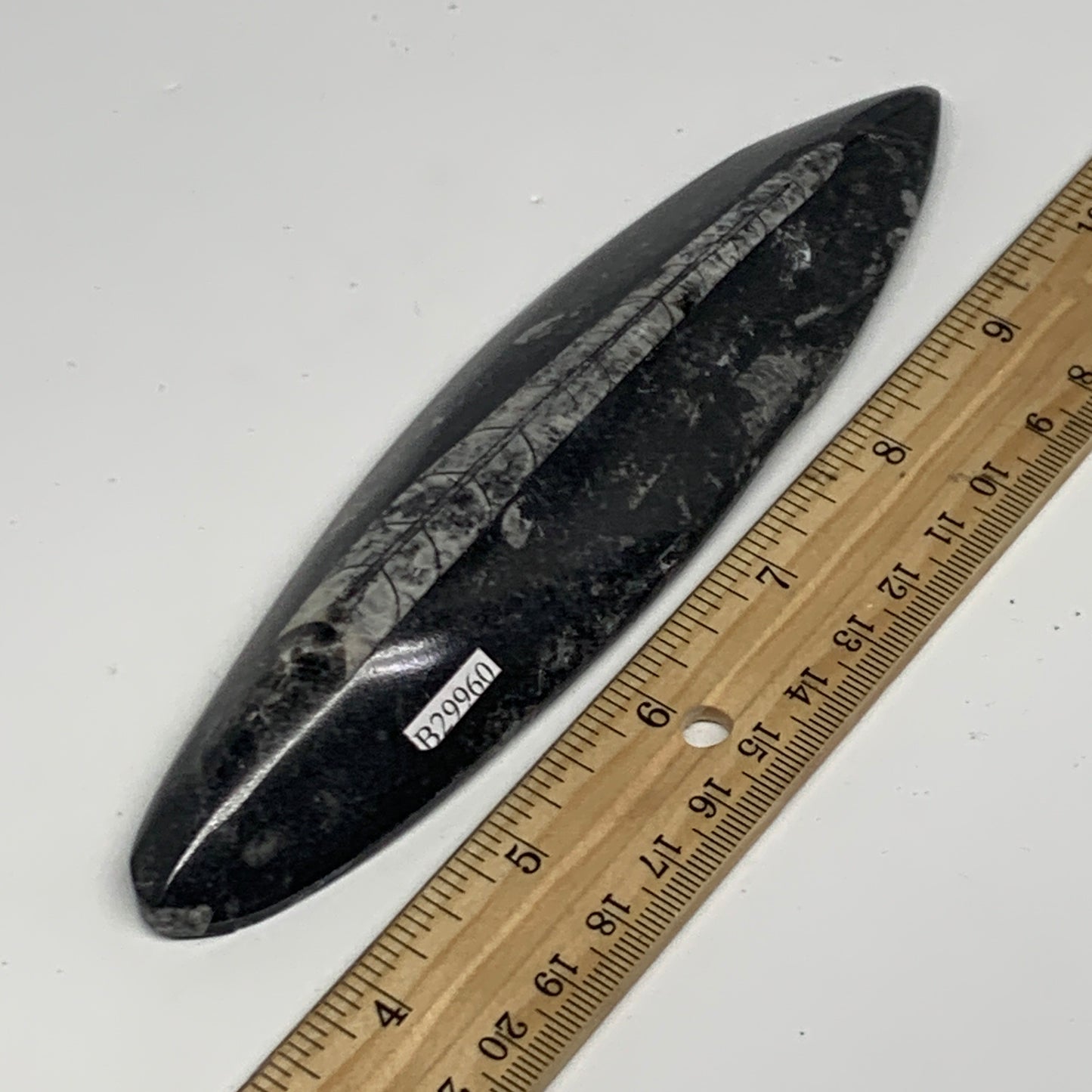 143.3g, 6.6"x1.7"x0.6" Fossils Orthoceras (straight horn) Squid @Morocco,B29960