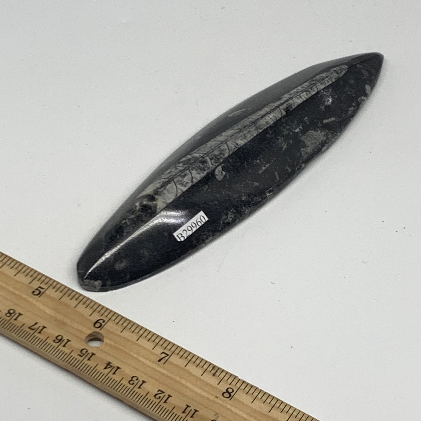 143.3g, 6.6"x1.7"x0.6" Fossils Orthoceras (straight horn) Squid @Morocco,B29960