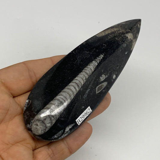 90.9g, 4.8"x1.6"x0.6" Fossils Orthoceras (straight horn) Squid @Morocco,B29962