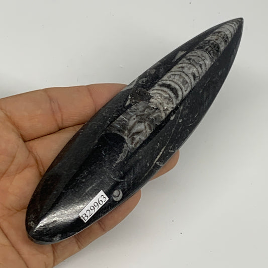 106.1g, 5.8"x1.5"x0.5" Fossils Orthoceras (straight horn) Squid @Morocco,B29963