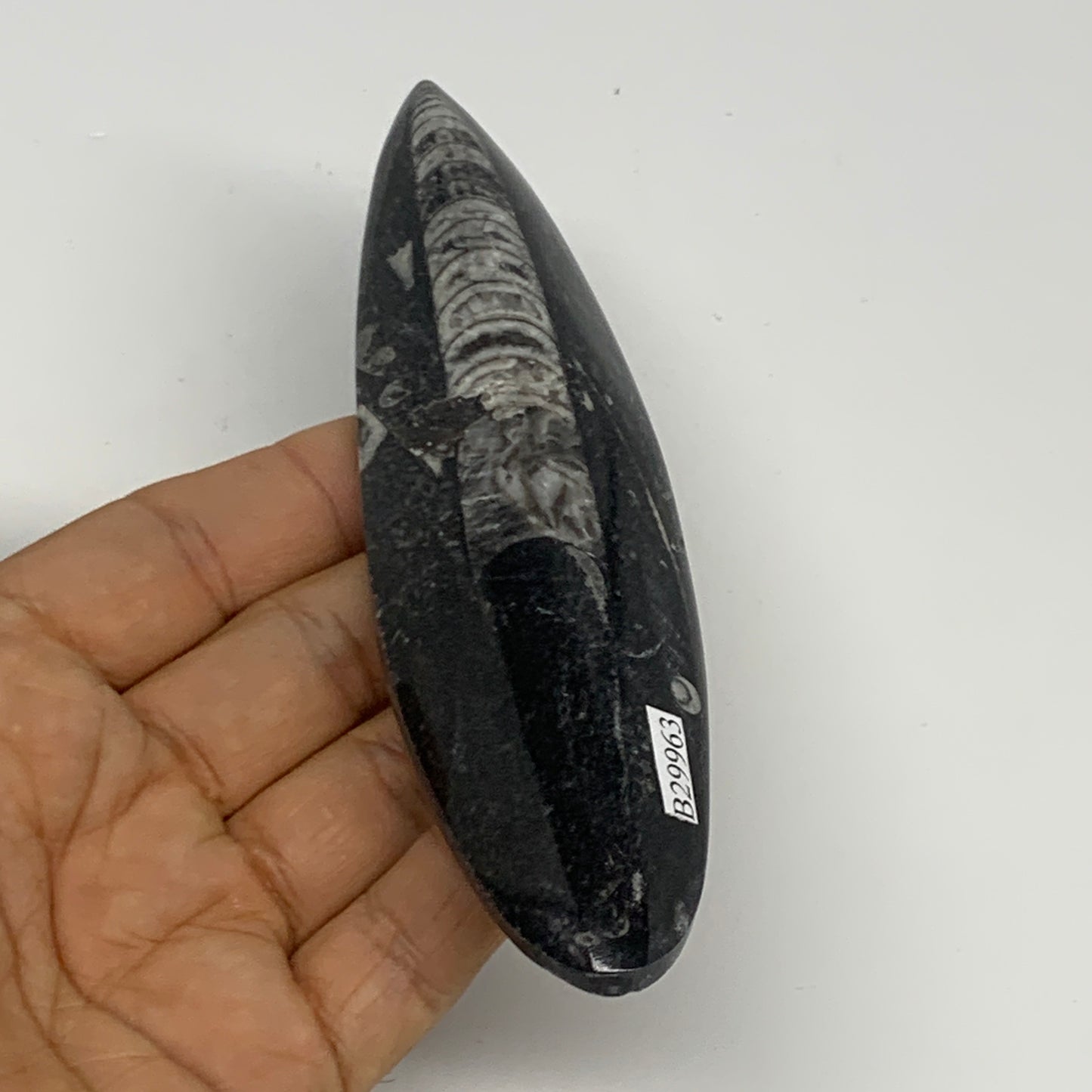 106.1g, 5.8"x1.5"x0.5" Fossils Orthoceras (straight horn) Squid @Morocco,B29963