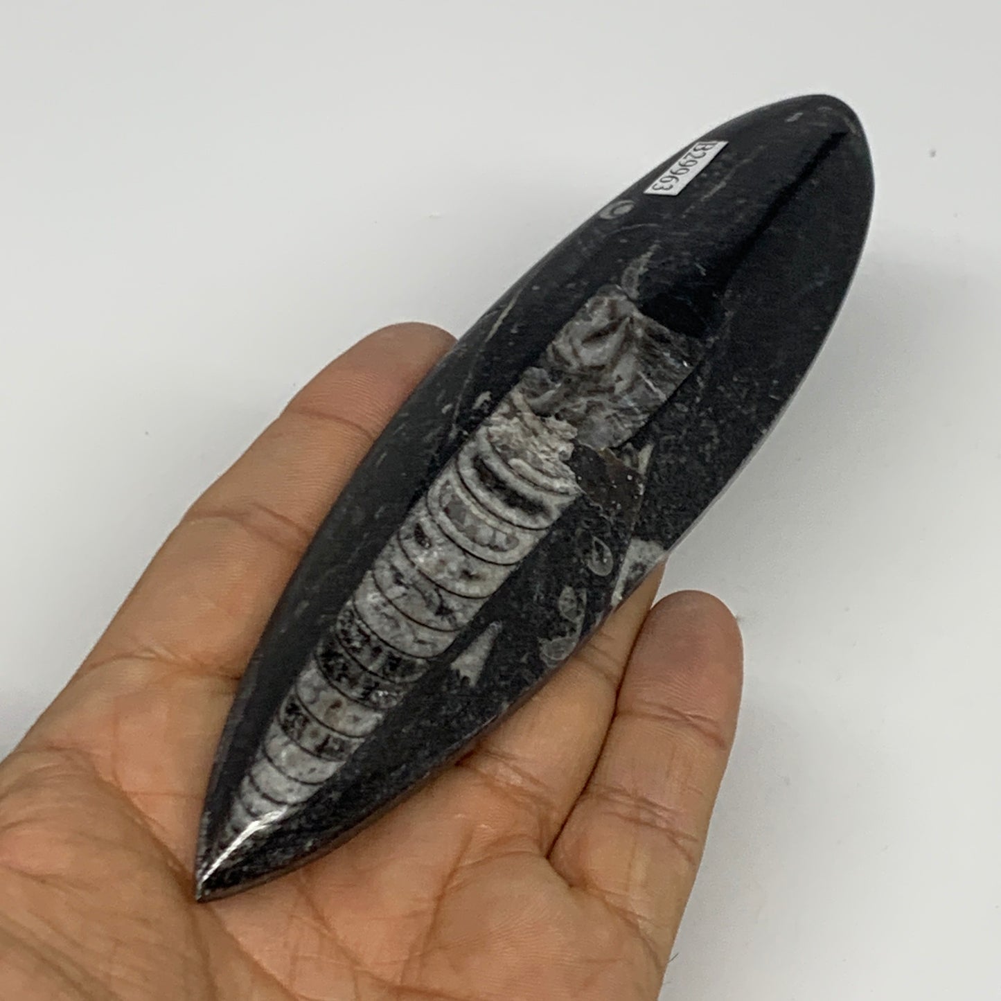 106.1g, 5.8"x1.5"x0.5" Fossils Orthoceras (straight horn) Squid @Morocco,B29963