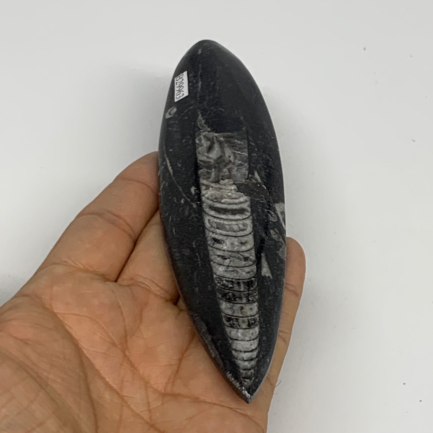 106.1g, 5.8"x1.5"x0.5" Fossils Orthoceras (straight horn) Squid @Morocco,B29963