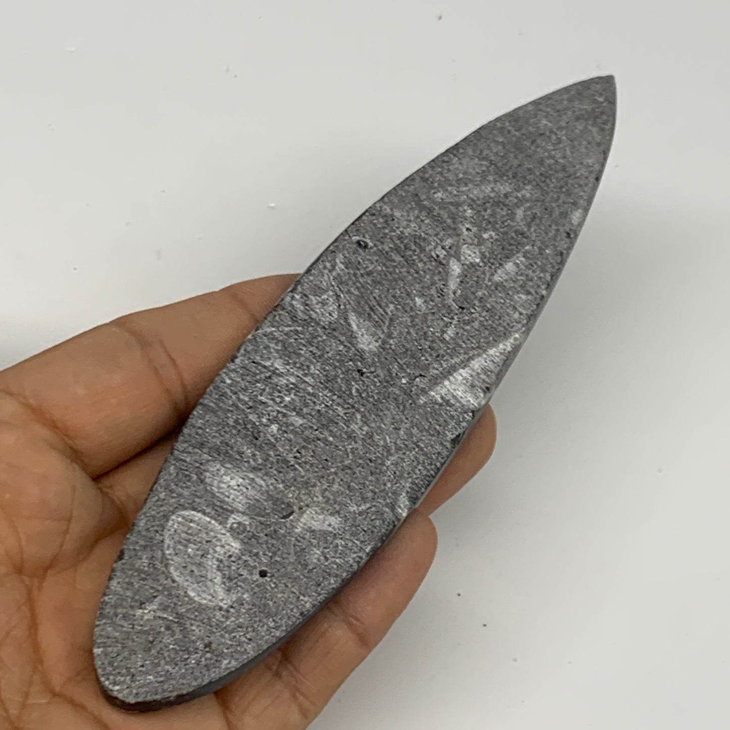 106.1g, 5.8"x1.5"x0.5" Fossils Orthoceras (straight horn) Squid @Morocco,B29963