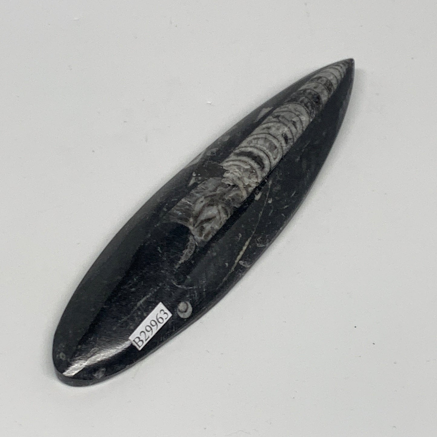 106.1g, 5.8"x1.5"x0.5" Fossils Orthoceras (straight horn) Squid @Morocco,B29963