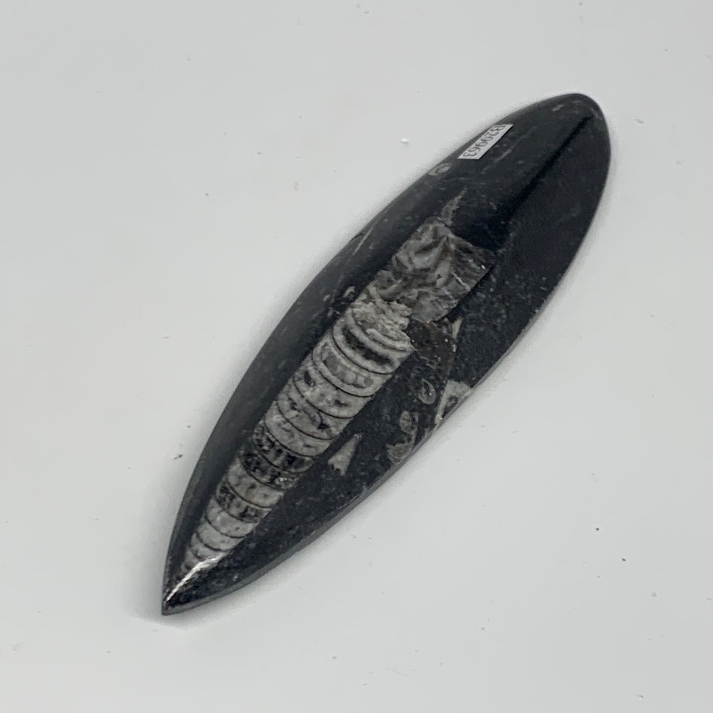 106.1g, 5.8"x1.5"x0.5" Fossils Orthoceras (straight horn) Squid @Morocco,B29963