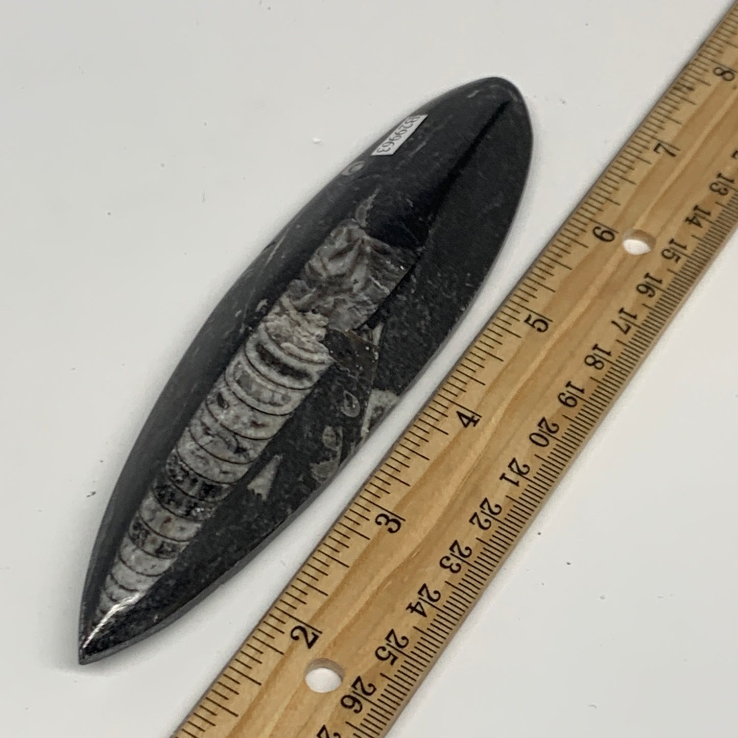 106.1g, 5.8"x1.5"x0.5" Fossils Orthoceras (straight horn) Squid @Morocco,B29963
