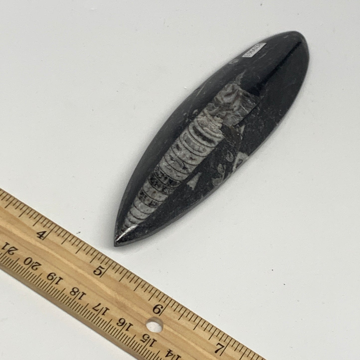106.1g, 5.8"x1.5"x0.5" Fossils Orthoceras (straight horn) Squid @Morocco,B29963
