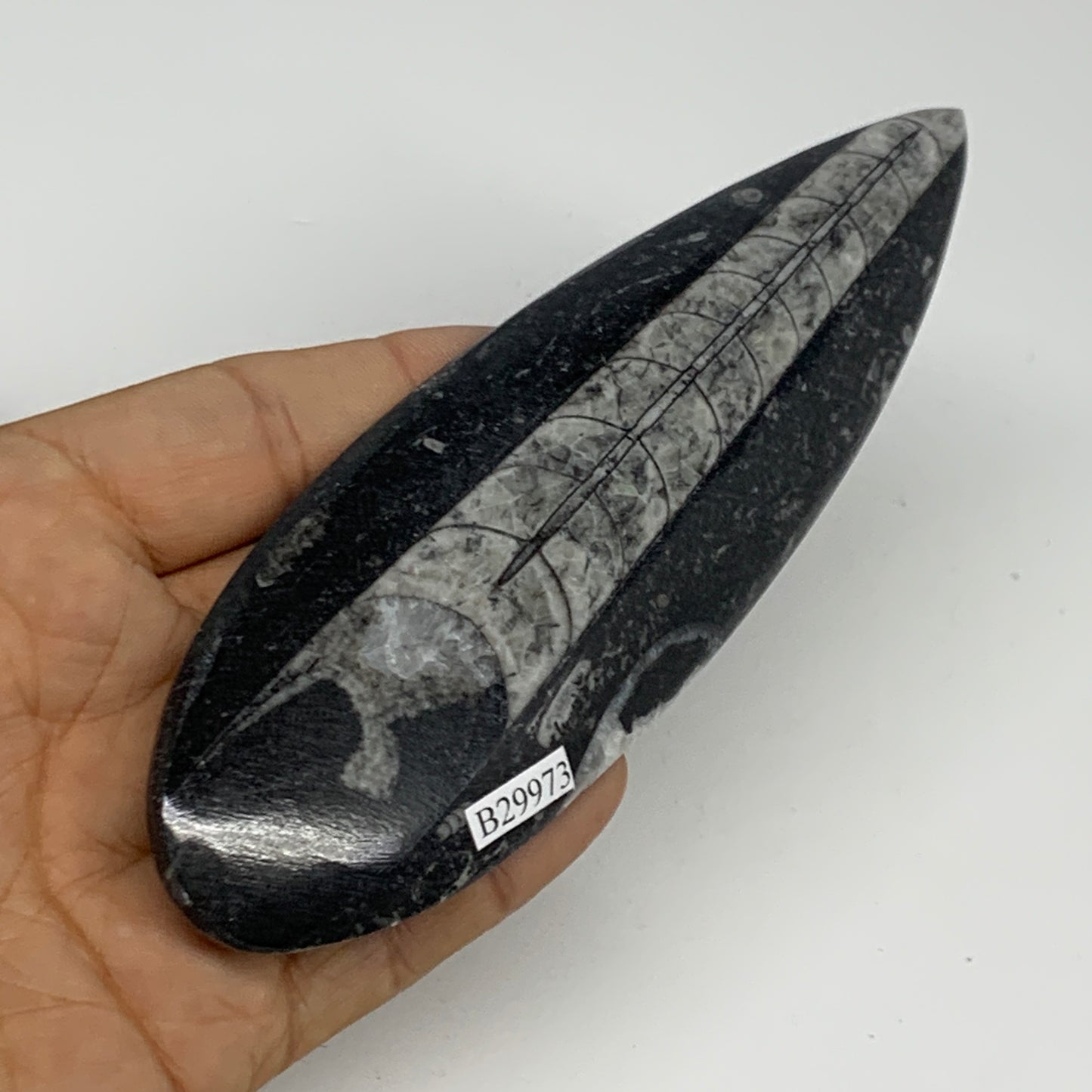119.4g,5.8"x1.8"x0.5" Fossils Orthoceras (straight horn) Squid @Morocco,B29973