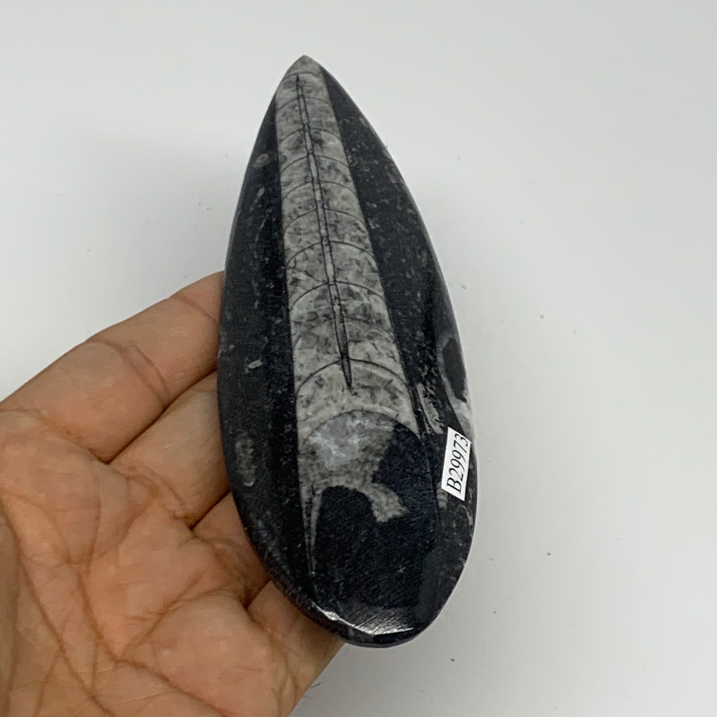 119.4g,5.8"x1.8"x0.5" Fossils Orthoceras (straight horn) Squid @Morocco,B29973