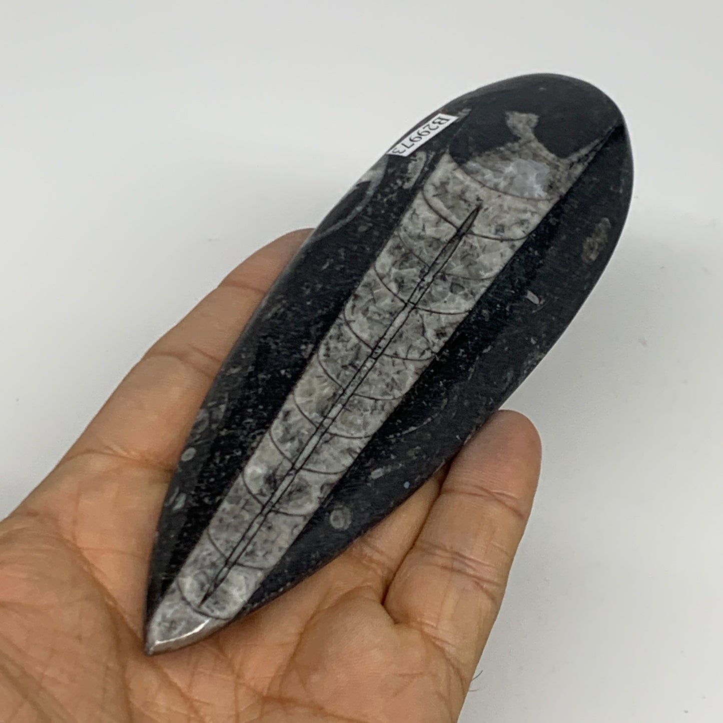 119.4g,5.8"x1.8"x0.5" Fossils Orthoceras (straight horn) Squid @Morocco,B29973