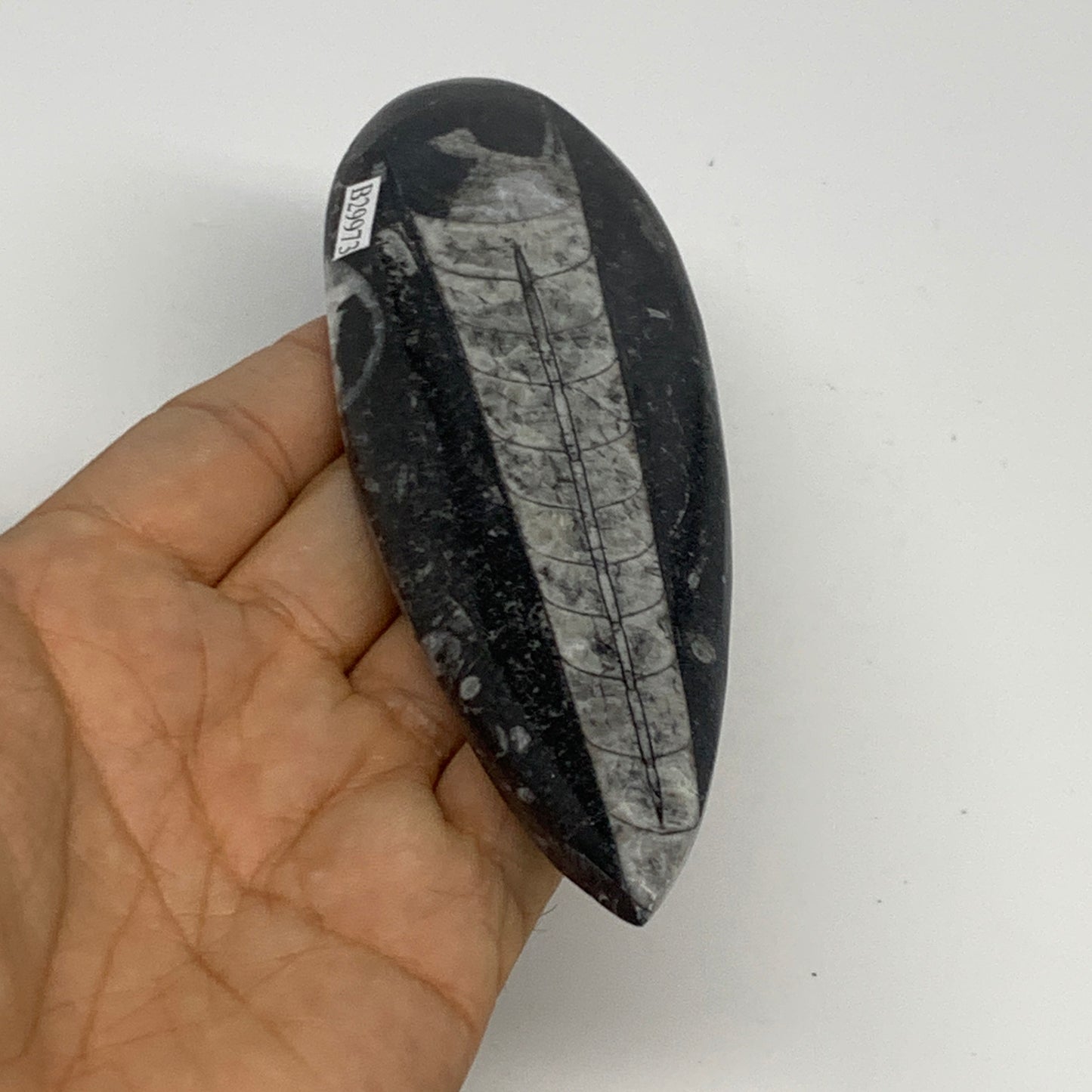 119.4g,5.8"x1.8"x0.5" Fossils Orthoceras (straight horn) Squid @Morocco,B29973