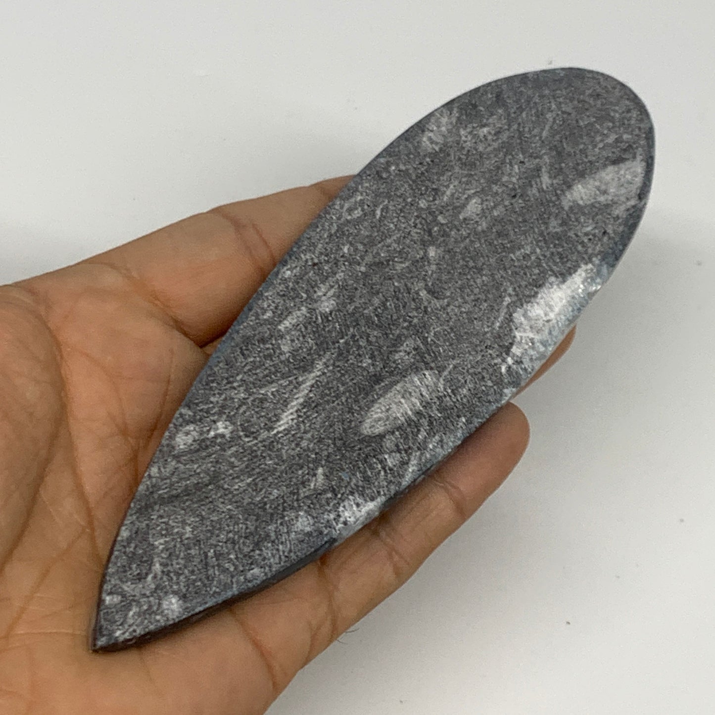 119.4g,5.8"x1.8"x0.5" Fossils Orthoceras (straight horn) Squid @Morocco,B29973