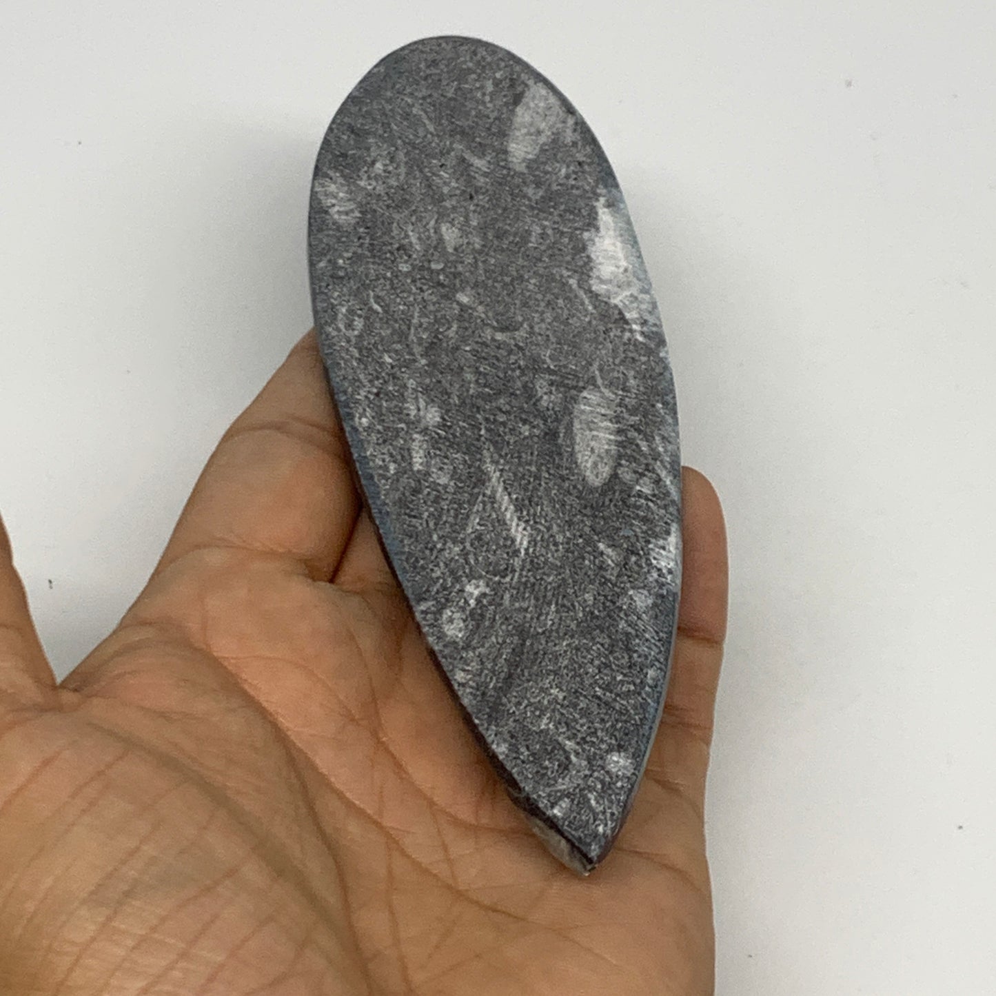 119.4g,5.8"x1.8"x0.5" Fossils Orthoceras (straight horn) Squid @Morocco,B29973