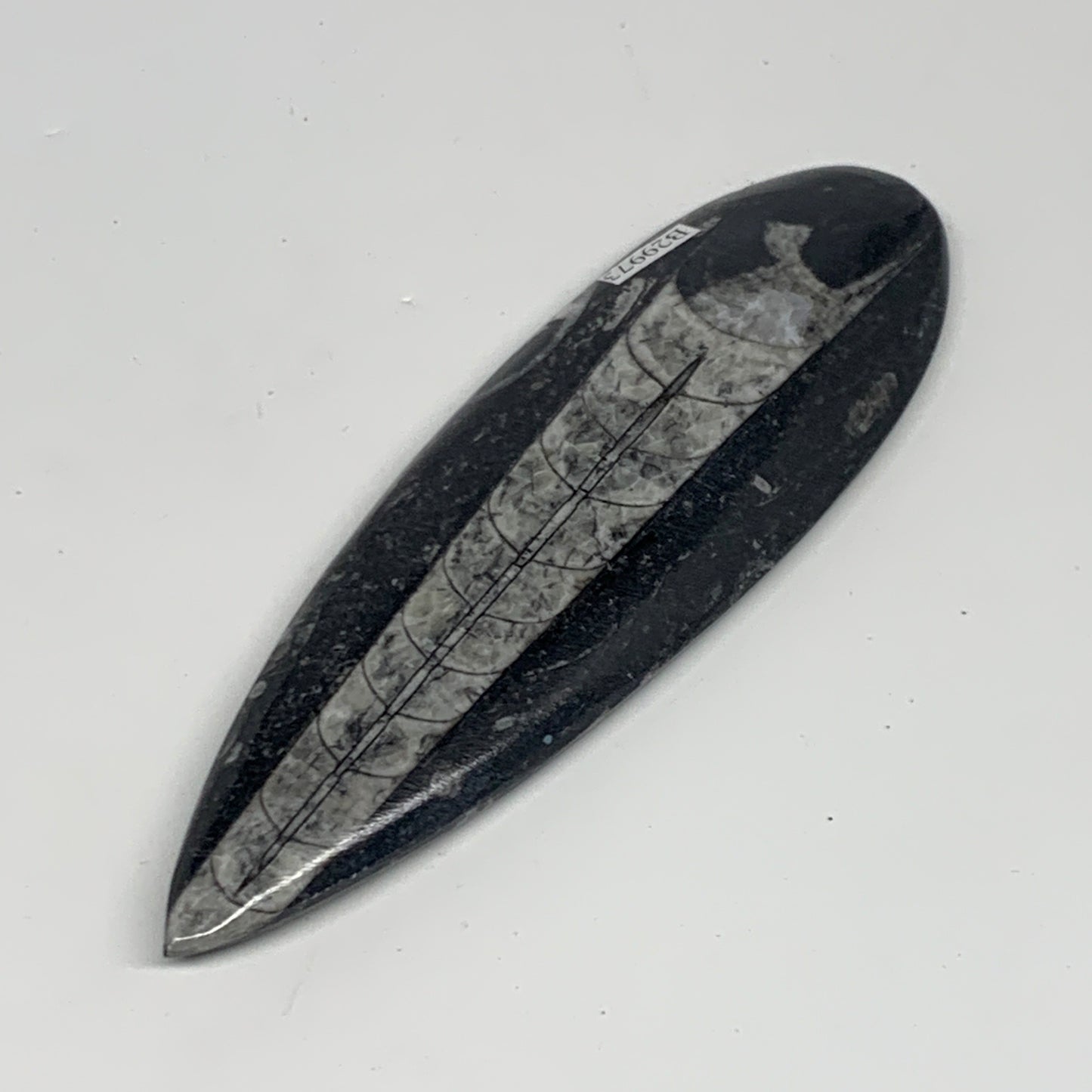 119.4g,5.8"x1.8"x0.5" Fossils Orthoceras (straight horn) Squid @Morocco,B29973