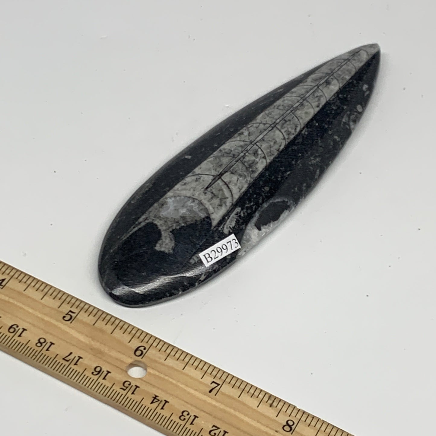 119.4g,5.8"x1.8"x0.5" Fossils Orthoceras (straight horn) Squid @Morocco,B29973