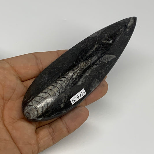 97.9g,5.1"x1.5"x0.6" Fossils Orthoceras (straight horn) Squid @Morocco,B29975