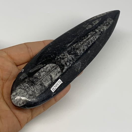 117.4g,6.6"x1.7"x0.5" Fossils Orthoceras (straight horn) Squid @Morocco,B29976