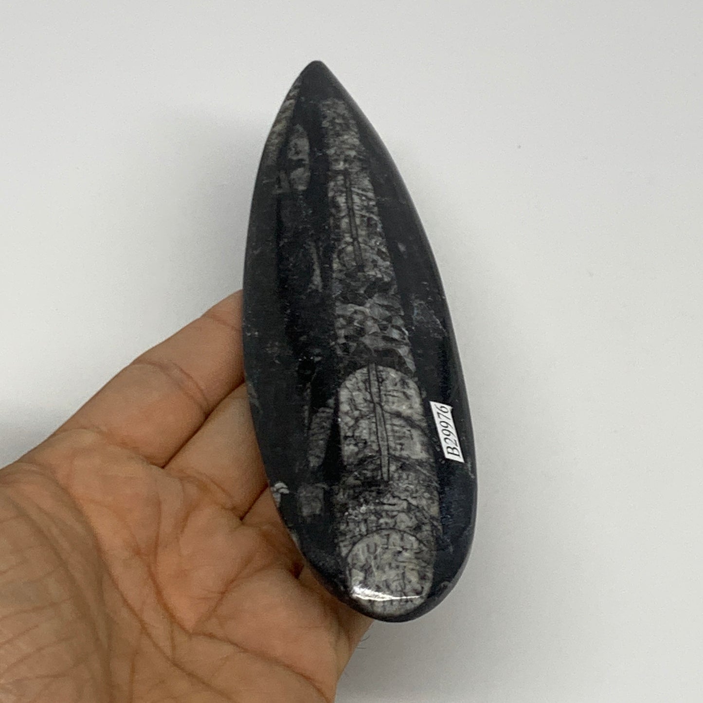 117.4g,6.6"x1.7"x0.5" Fossils Orthoceras (straight horn) Squid @Morocco,B29976
