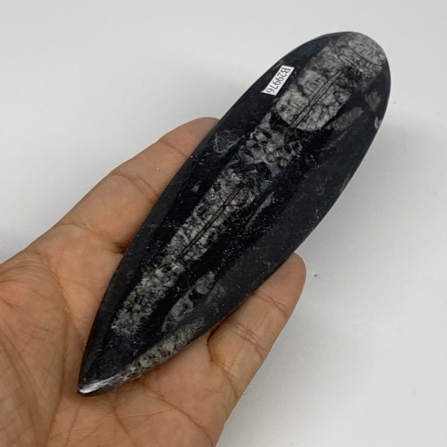 117.4g,6.6"x1.7"x0.5" Fossils Orthoceras (straight horn) Squid @Morocco,B29976