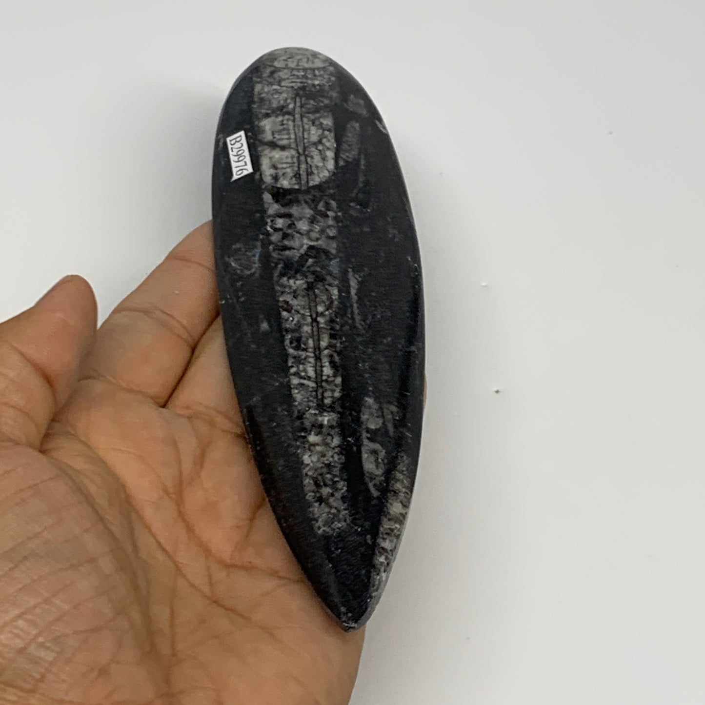 117.4g,6.6"x1.7"x0.5" Fossils Orthoceras (straight horn) Squid @Morocco,B29976