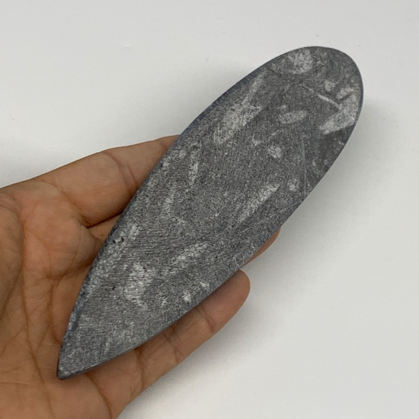 117.4g,6.6"x1.7"x0.5" Fossils Orthoceras (straight horn) Squid @Morocco,B29976