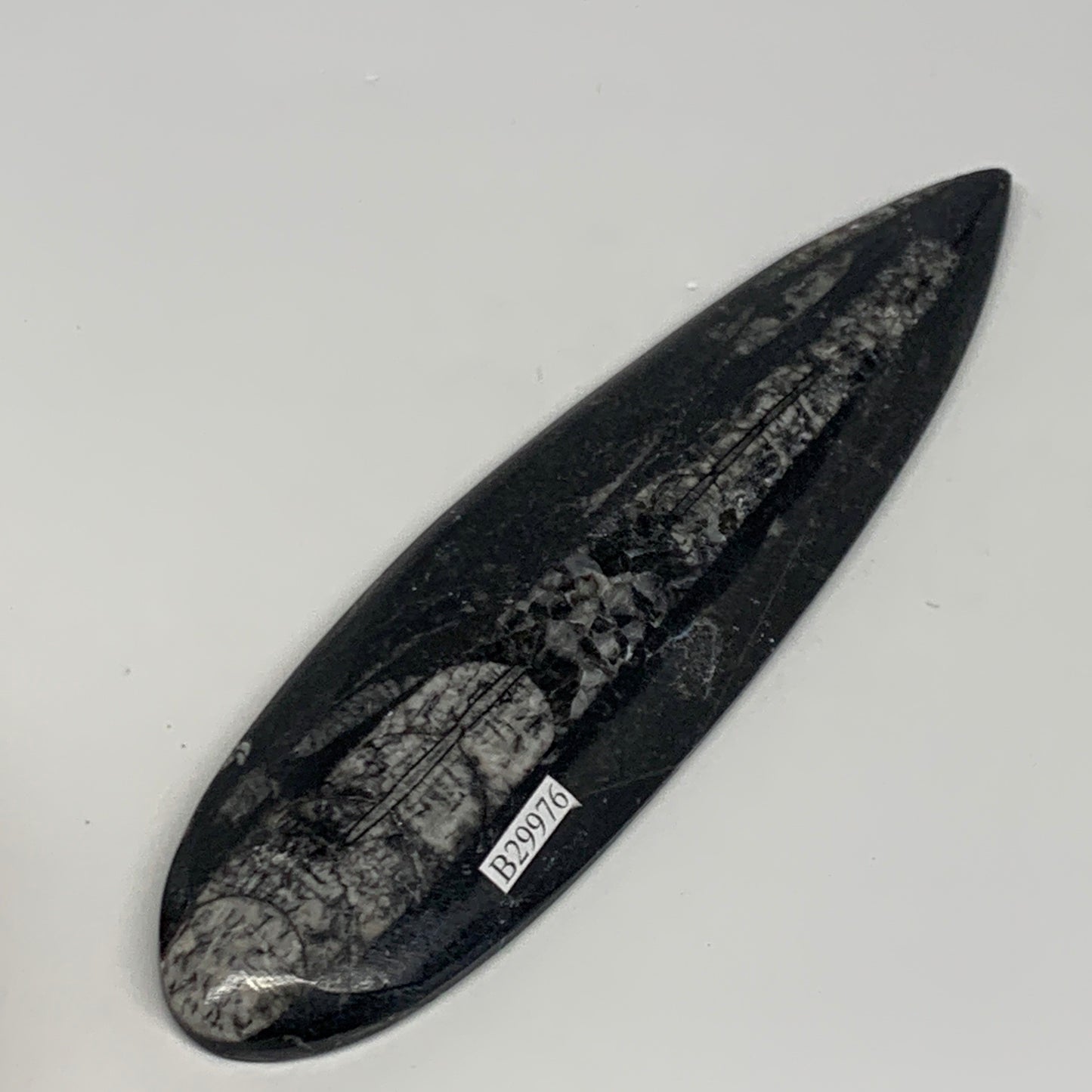 117.4g,6.6"x1.7"x0.5" Fossils Orthoceras (straight horn) Squid @Morocco,B29976