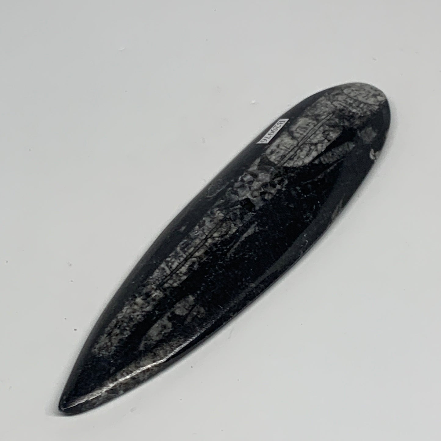 117.4g,6.6"x1.7"x0.5" Fossils Orthoceras (straight horn) Squid @Morocco,B29976