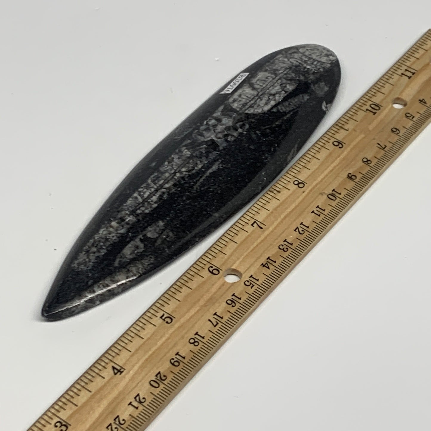 117.4g,6.6"x1.7"x0.5" Fossils Orthoceras (straight horn) Squid @Morocco,B29976