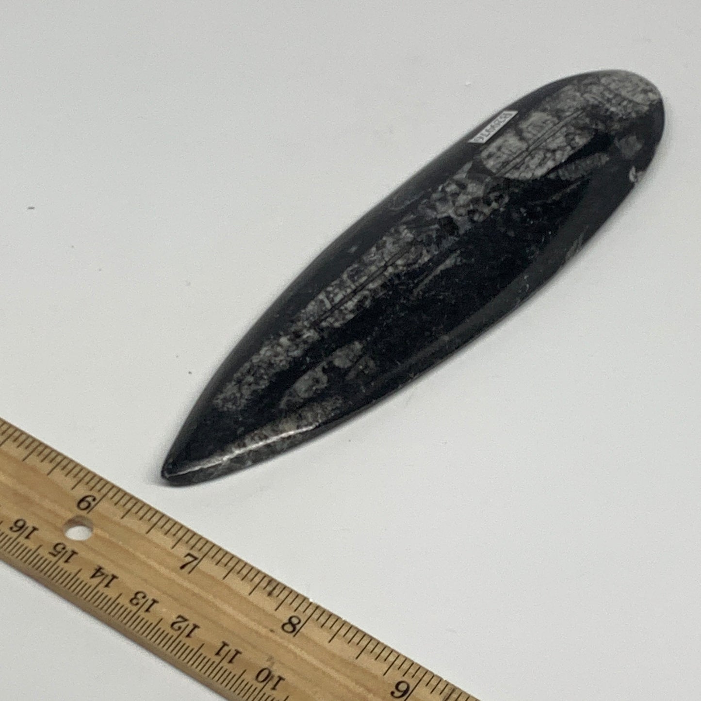 117.4g,6.6"x1.7"x0.5" Fossils Orthoceras (straight horn) Squid @Morocco,B29976