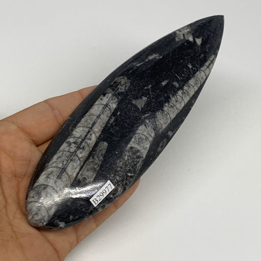 141.6g,5.6"x2"x0.5" Fossils Orthoceras (straight horn) Squid @Morocco,B29977