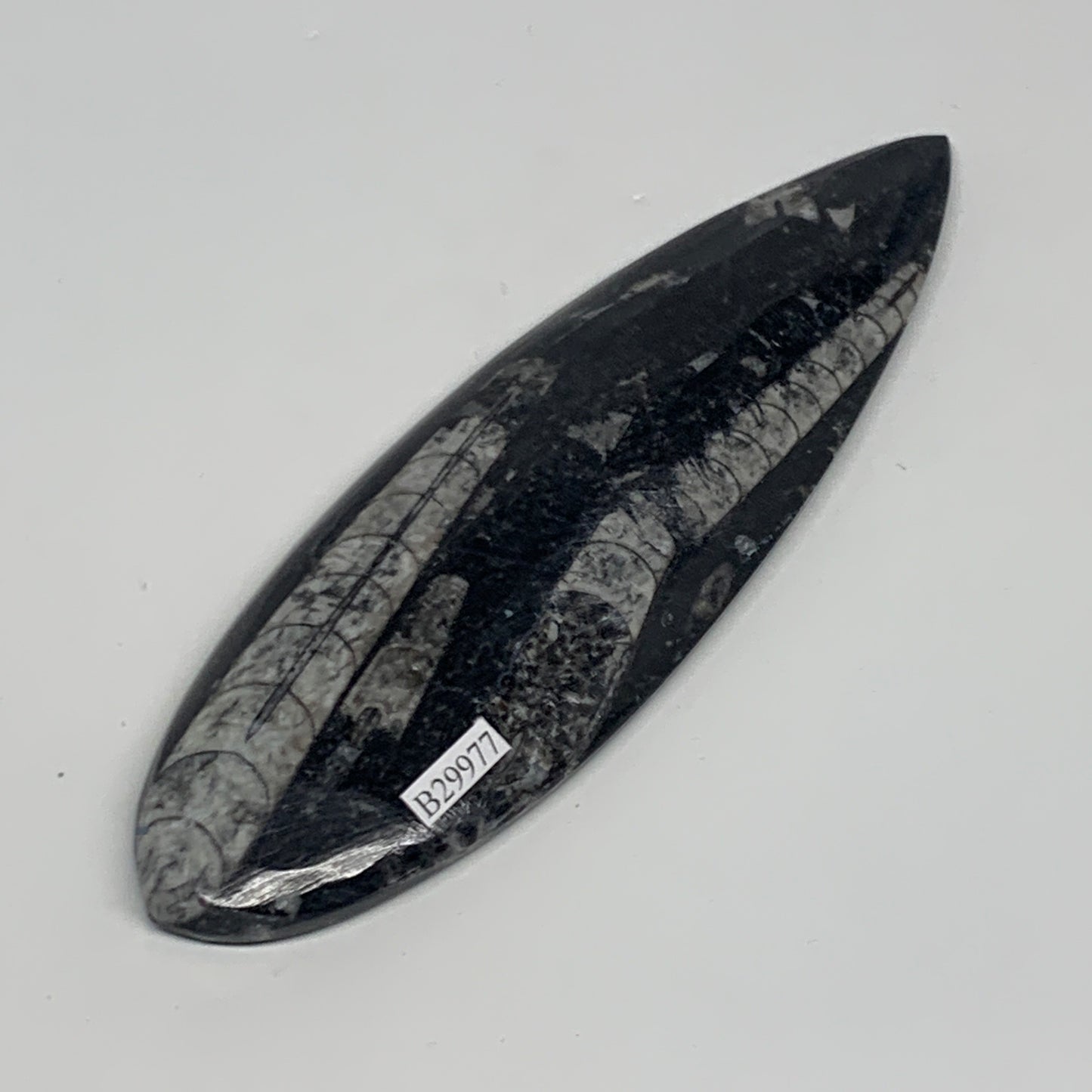 141.6g,5.6"x2"x0.5" Fossils Orthoceras (straight horn) Squid @Morocco,B29977