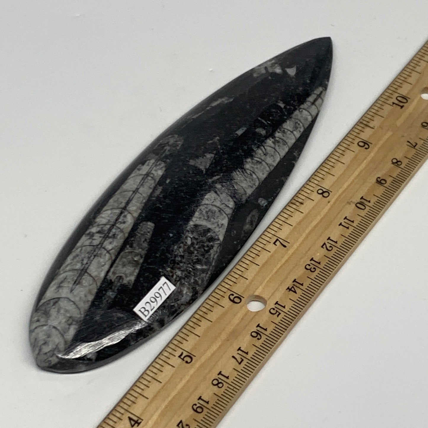 141.6g,5.6"x2"x0.5" Fossils Orthoceras (straight horn) Squid @Morocco,B29977