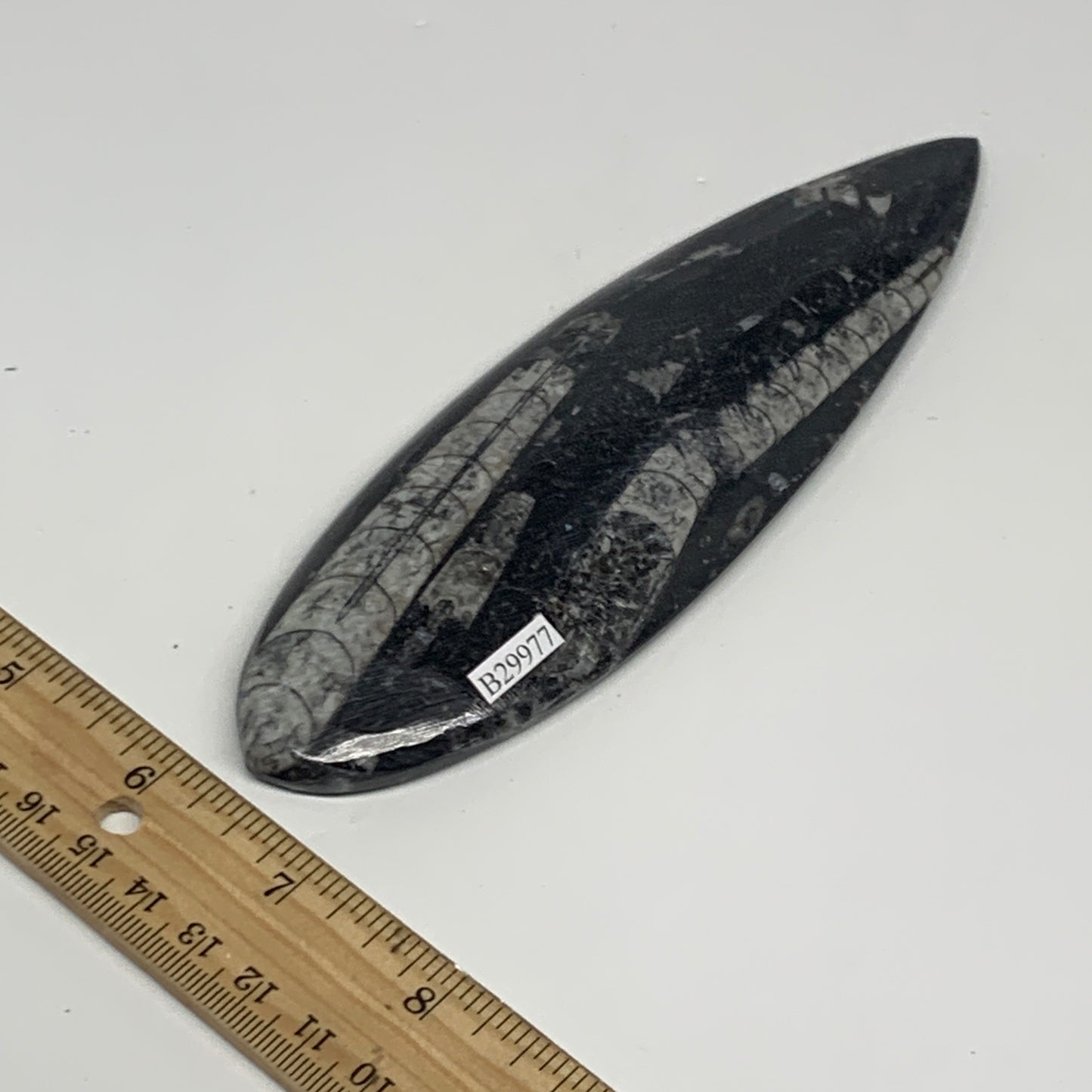 141.6g,5.6"x2"x0.5" Fossils Orthoceras (straight horn) Squid @Morocco,B29977