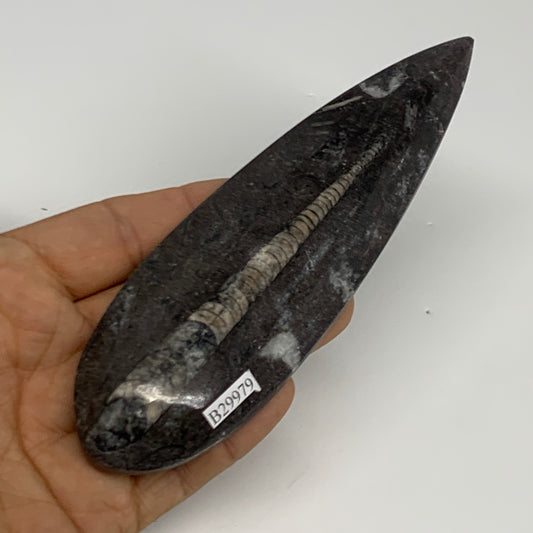 123.4g,5.8"x1.7"x0.6" Fossils Orthoceras (straight horn) Squid @Morocco,B29979