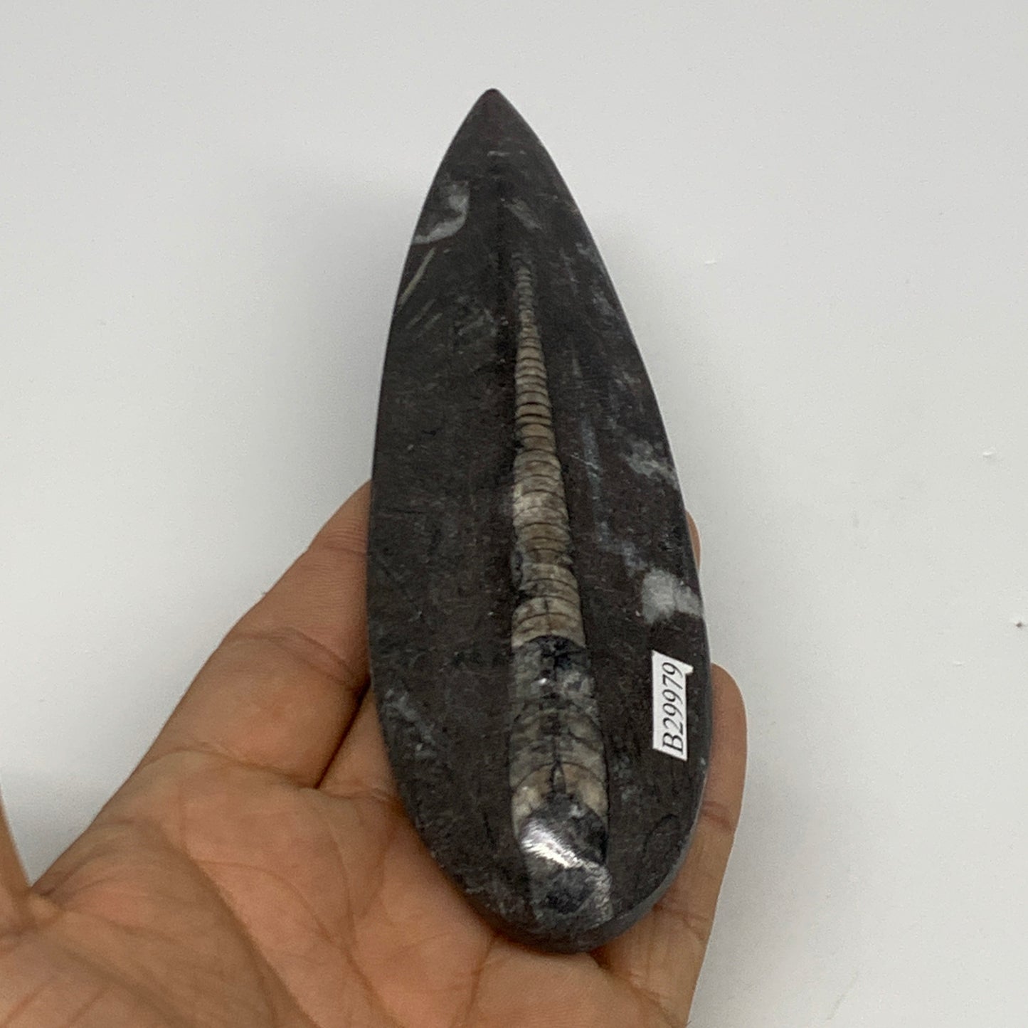 123.4g,5.8"x1.7"x0.6" Fossils Orthoceras (straight horn) Squid @Morocco,B29979
