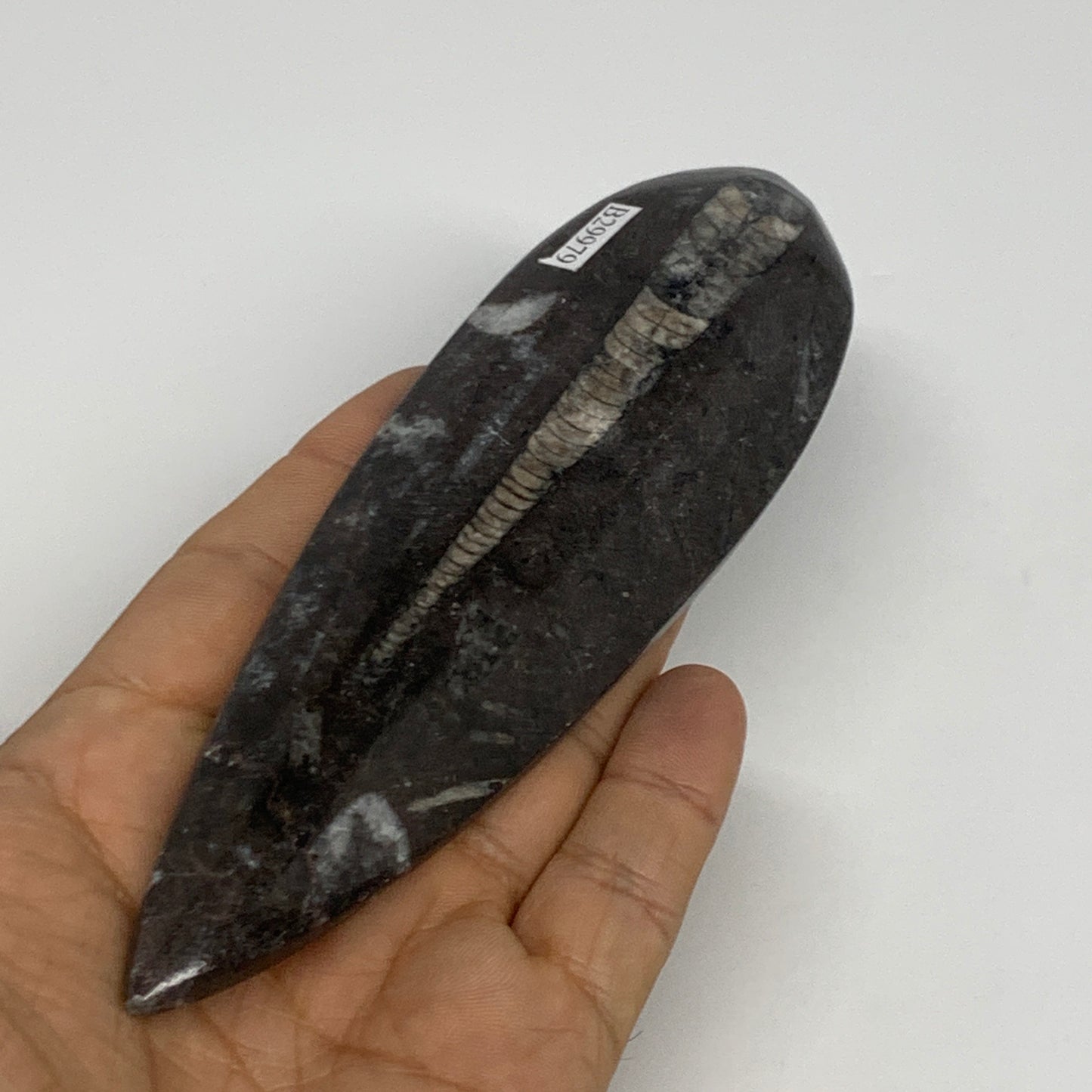 123.4g,5.8"x1.7"x0.6" Fossils Orthoceras (straight horn) Squid @Morocco,B29979
