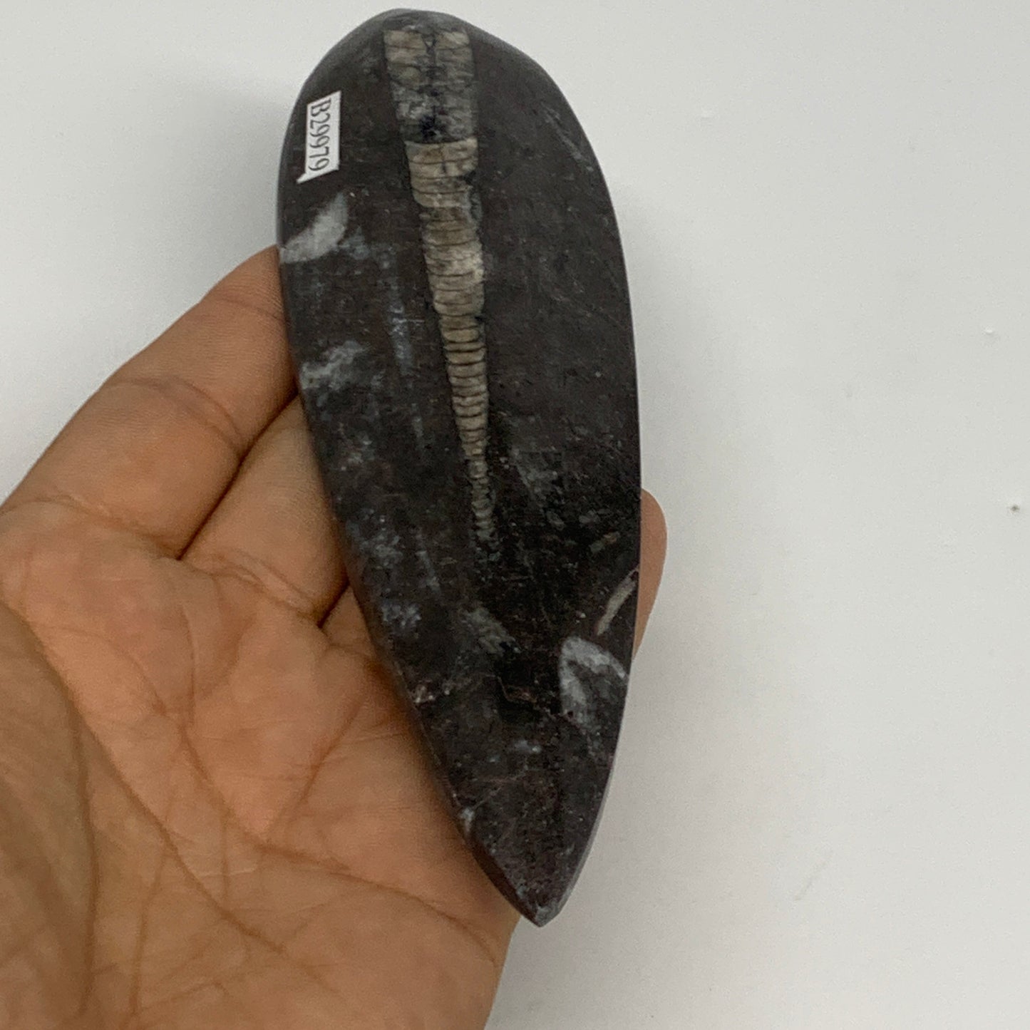 123.4g,5.8"x1.7"x0.6" Fossils Orthoceras (straight horn) Squid @Morocco,B29979