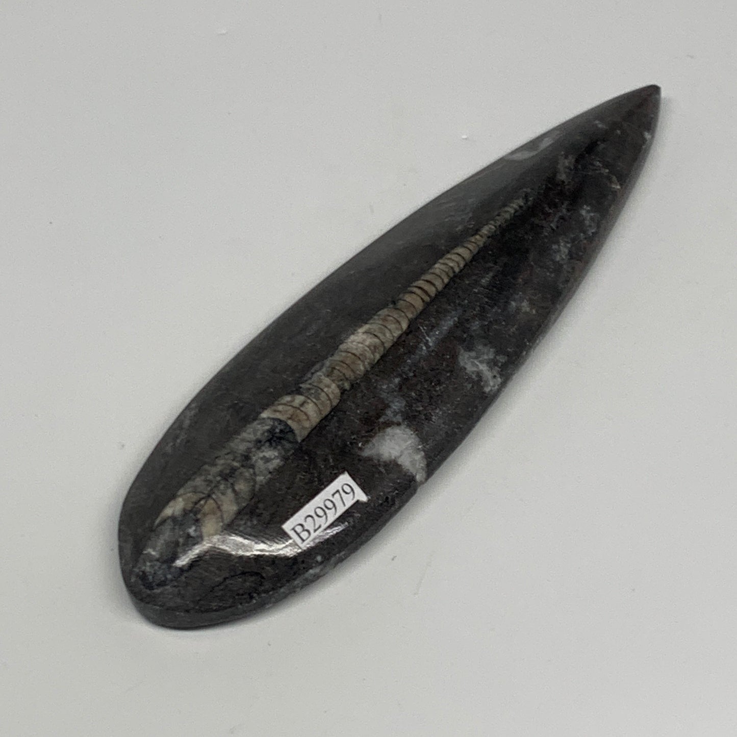 123.4g,5.8"x1.7"x0.6" Fossils Orthoceras (straight horn) Squid @Morocco,B29979