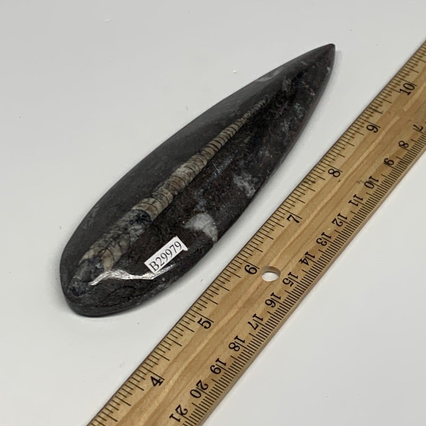 123.4g,5.8"x1.7"x0.6" Fossils Orthoceras (straight horn) Squid @Morocco,B29979