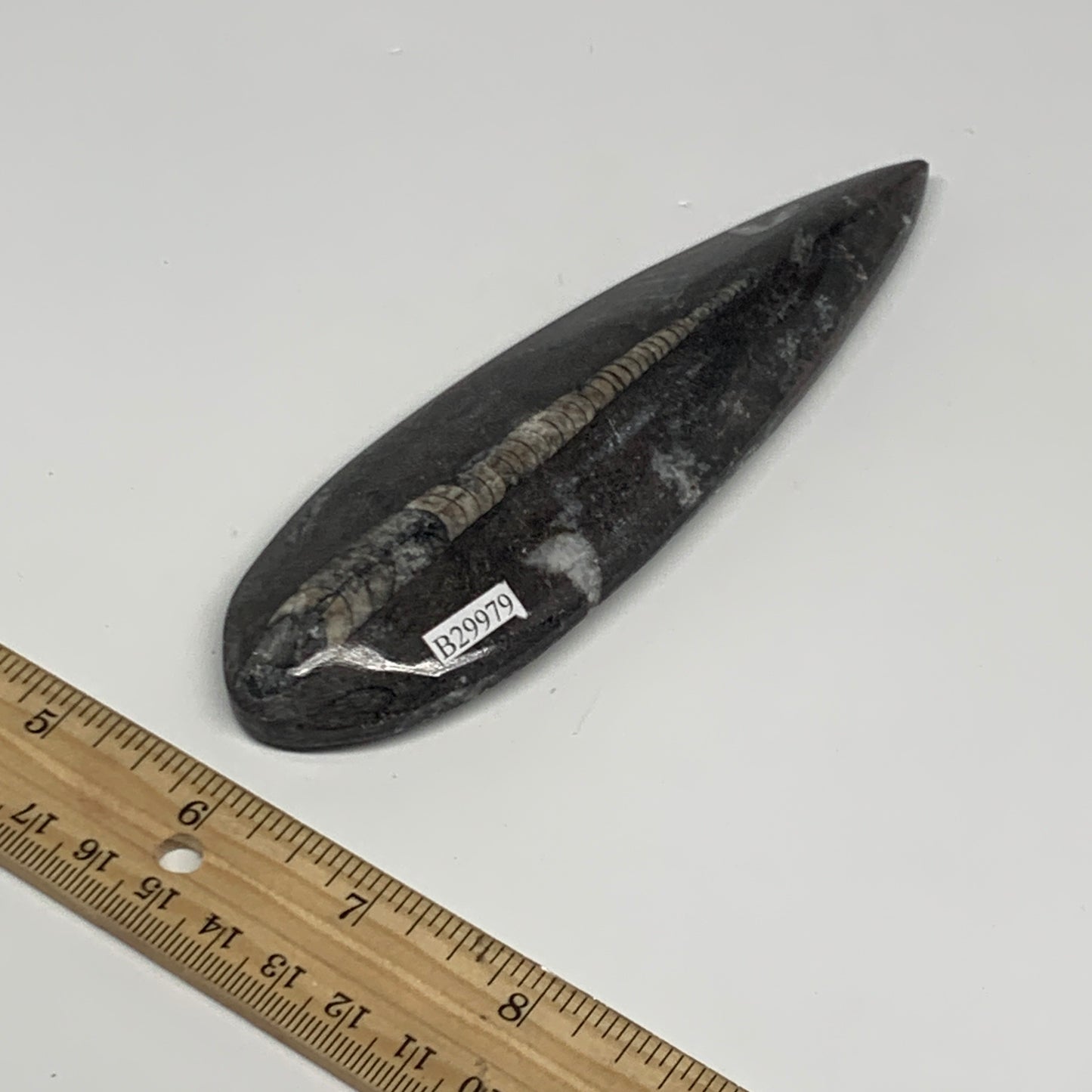123.4g,5.8"x1.7"x0.6" Fossils Orthoceras (straight horn) Squid @Morocco,B29979