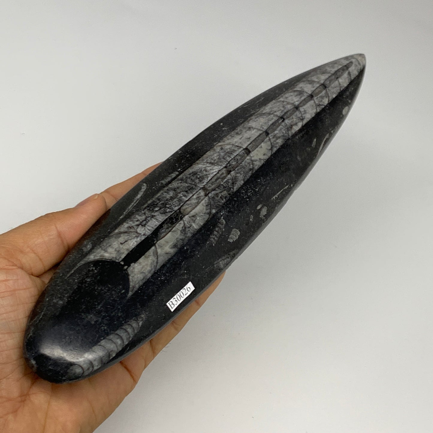 340.9g, 9.8"x2.2"x0.7" Fossils Orthoceras (straight horn) Squid @Morocco,B30026