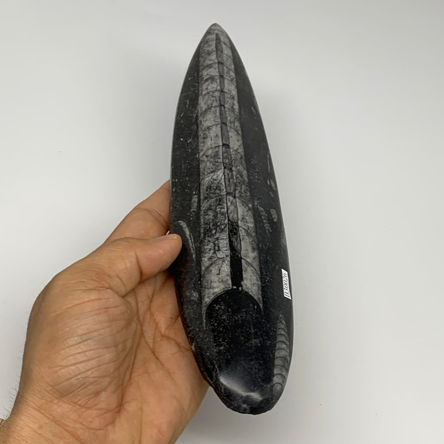 340.9g, 9.8"x2.2"x0.7" Fossils Orthoceras (straight horn) Squid @Morocco,B30026