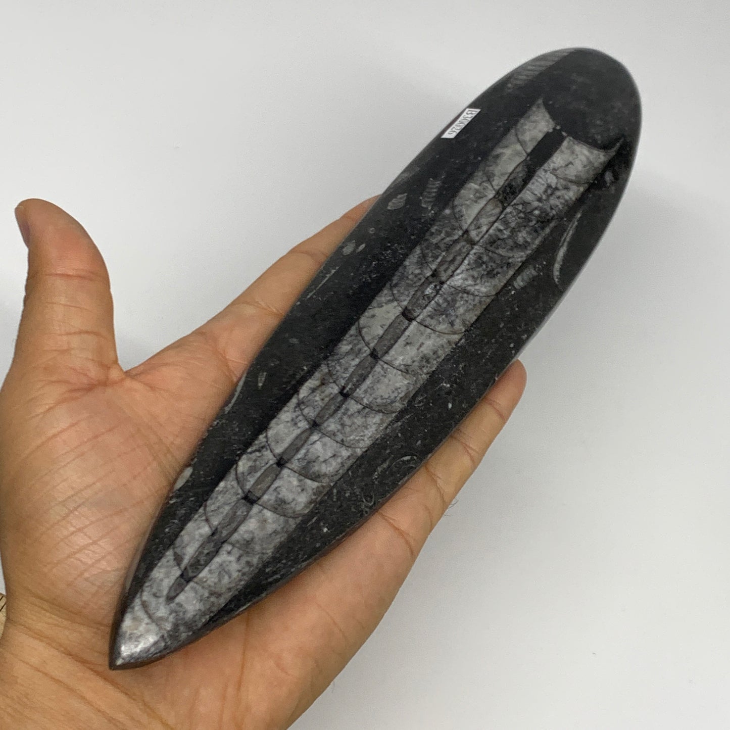 340.9g, 9.8"x2.2"x0.7" Fossils Orthoceras (straight horn) Squid @Morocco,B30026