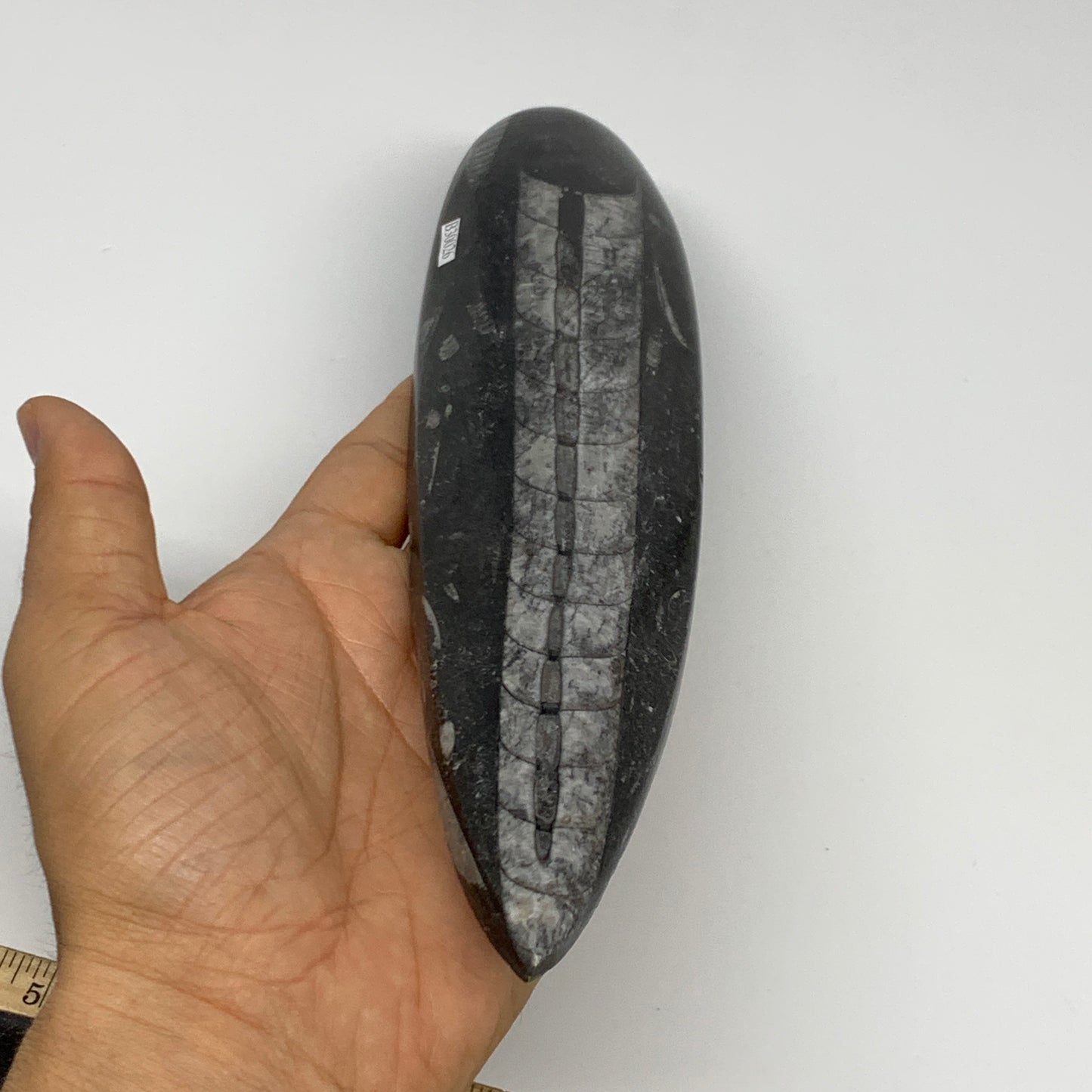 340.9g, 9.8"x2.2"x0.7" Fossils Orthoceras (straight horn) Squid @Morocco,B30026