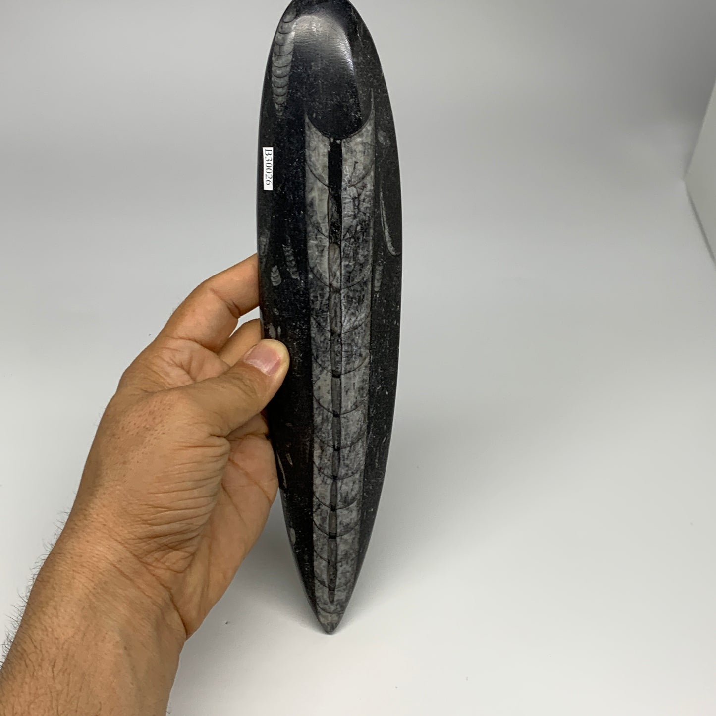 340.9g, 9.8"x2.2"x0.7" Fossils Orthoceras (straight horn) Squid @Morocco,B30026